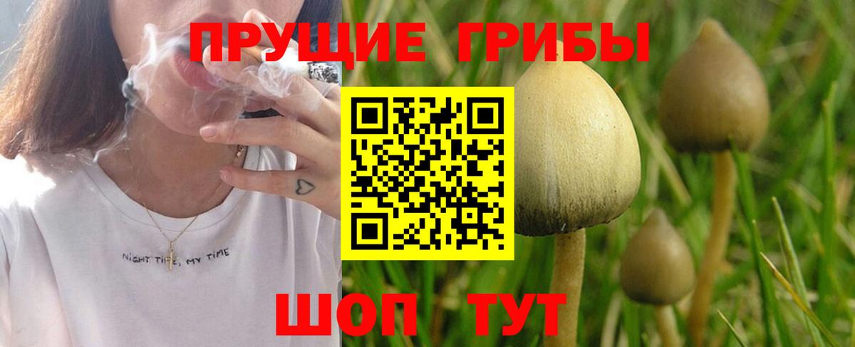 Галлюциногенные грибы Psilocybe Иваново